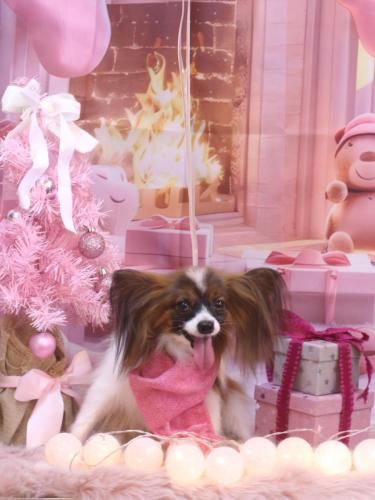 20241218ラナちゃん